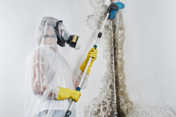 Best Mold Remediation for Healthcare Facilities  in Alpena, MI